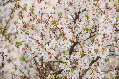 Beautiful scene with blooming apricot, blossom, Spring border or background a...