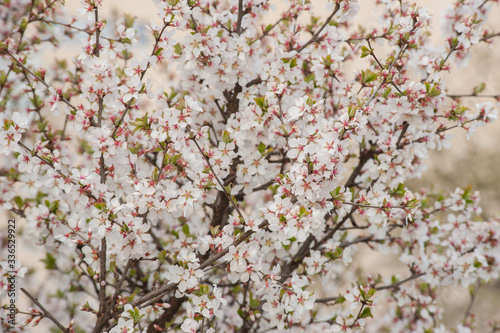 Beautiful scene with blooming apricot, blossom, Spring border or background a...