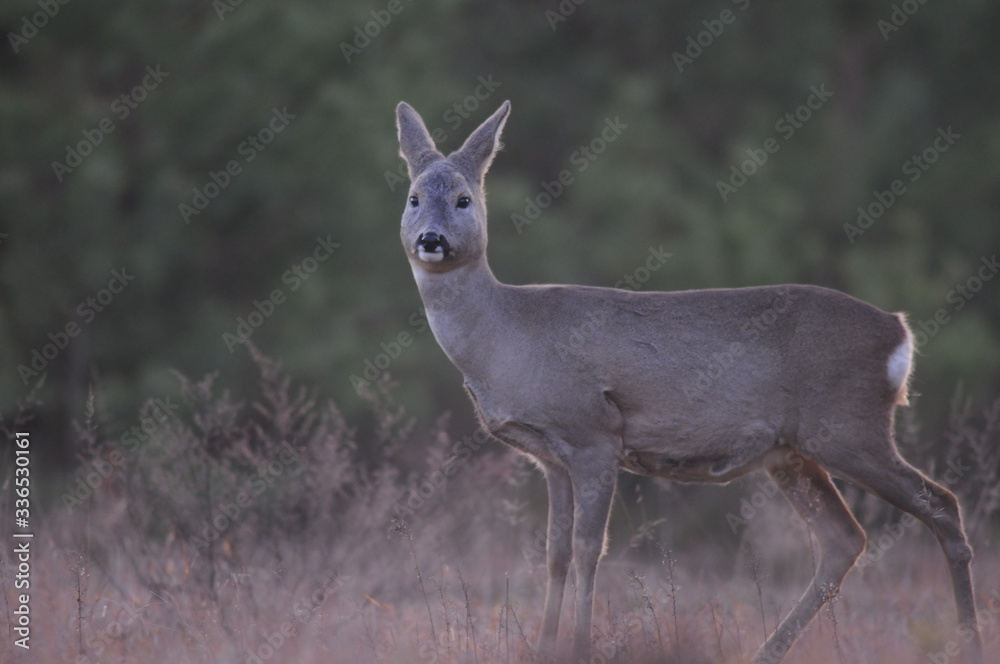 European roe deer (Capreolus capreolus) posing and displaying on camera European roe deer (Capreolus capreolus) posing and displaying on camera