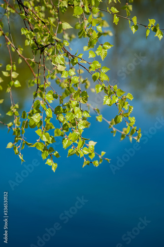 young green spring leaves of birch tree, background with copy space and water...