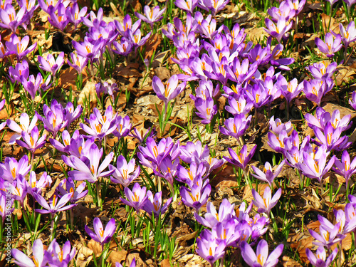 Flower meadow with purple crocuses, meadow saffron at spring