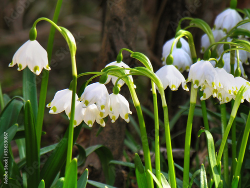Beautiful field of Lily of the valley