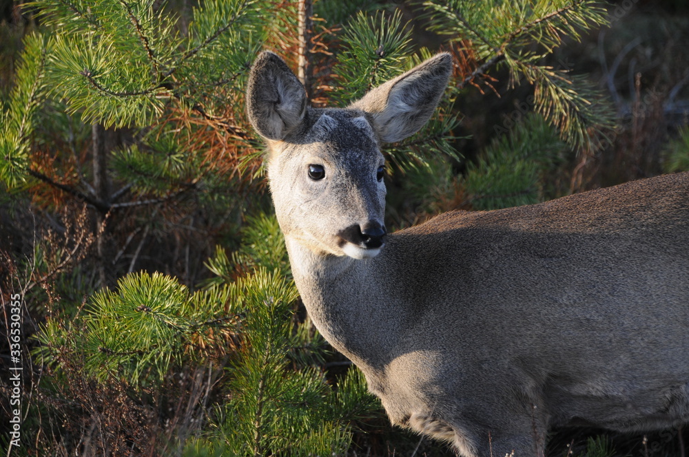 European roe deer (Capreolus capreolus) posing and displaying on camera European roe deer (Capreolus capreolus) posing and displaying on camera