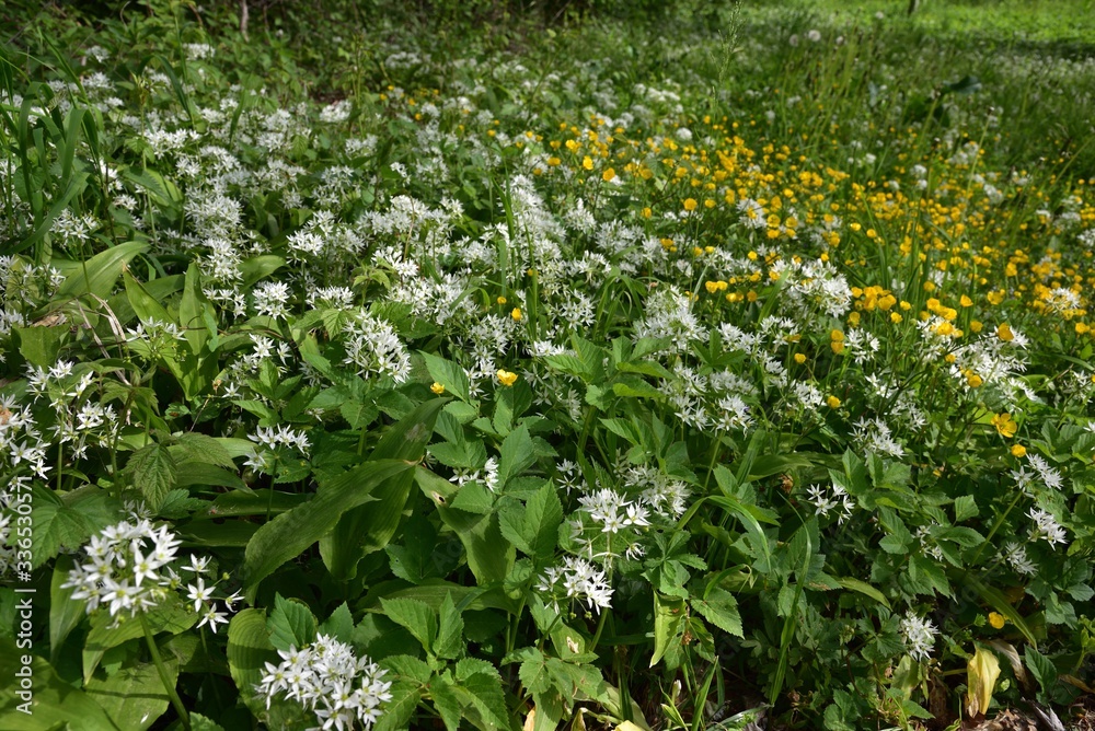 Bärlauch in weisser Blüte - White flowering ramsons Bärlauch in weisser Blüte - White flowering ramsons
