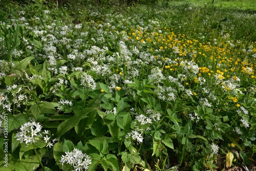 Fototapeta Naklejka Na Ścianę i Meble -  Bärlauch in weisser Blüte - White flowering ramsons
