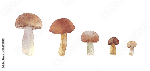 Fresh set of watercolor mushrooms. Brown cap boletus. Hand drawn illustration on background.