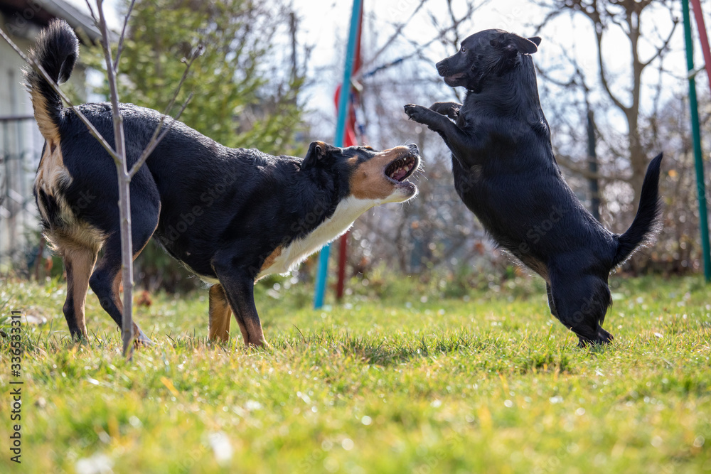 Appenzeller Mountain dog plays with a Labrador mix puppy outdoors Appenzeller Mountain dog plays with a Labrador mix puppy outdoors