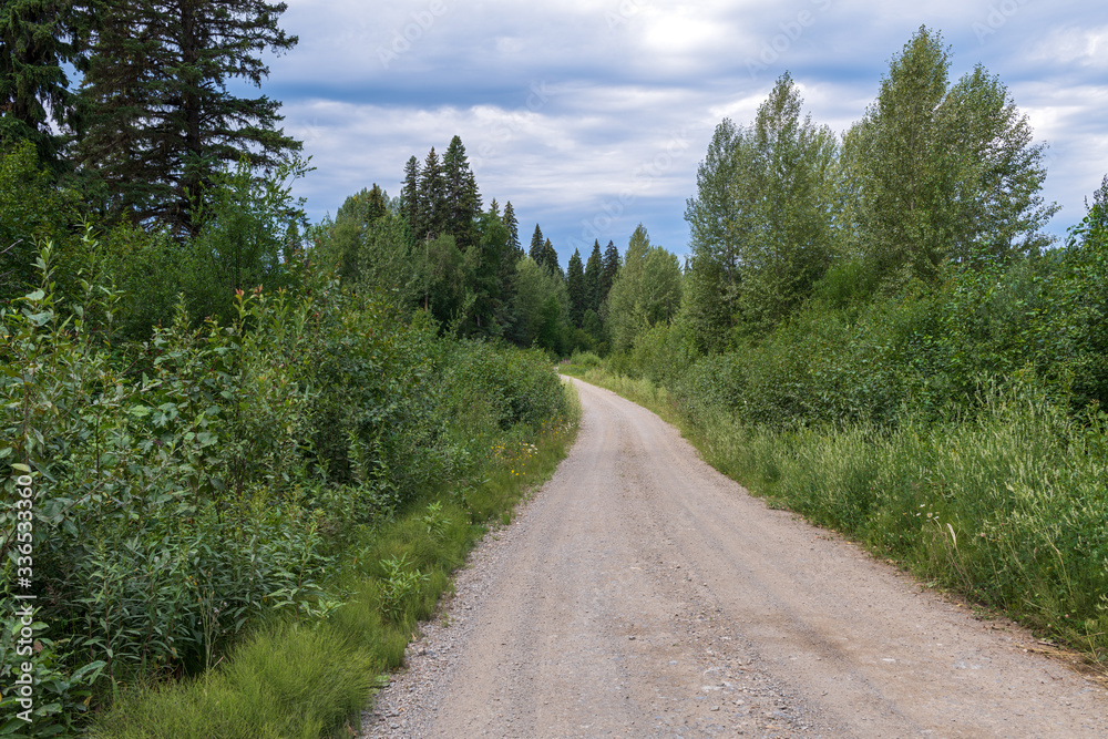 A gravel road through the forest in rural British Columbia, Canada