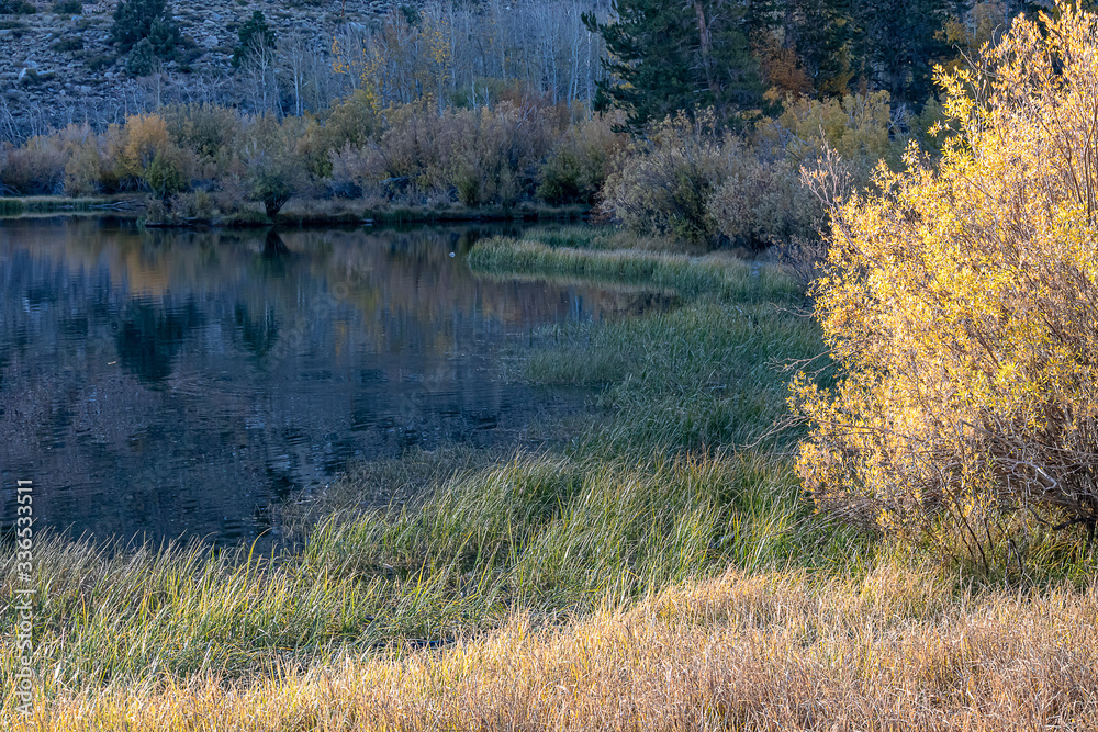 grassy shoreline edge with autumn folieage in sunlight