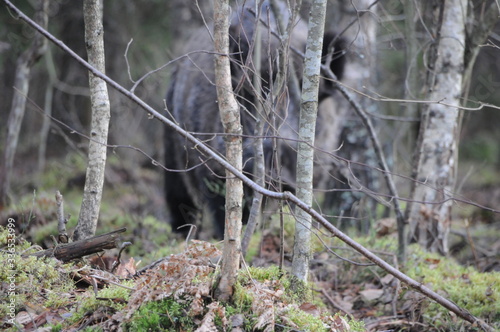 Wildlife of Wild Boar (Sun scrofa) captured in Belarus