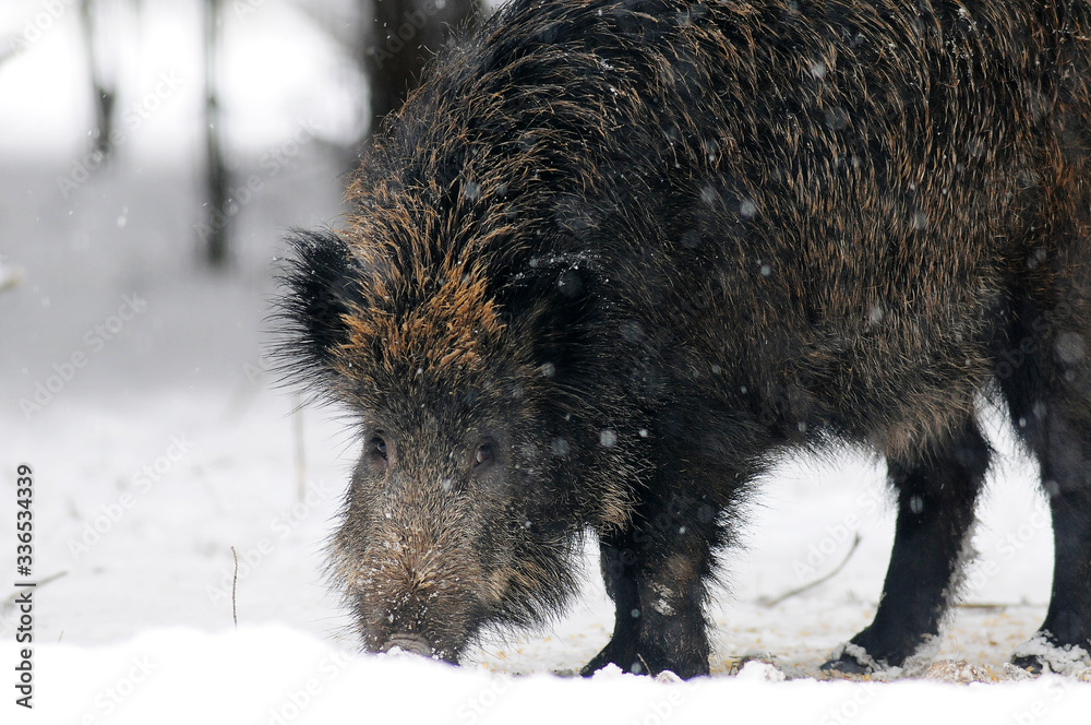 Wildlife of Wild Boar (Sus scrofa) captured in Belarus Wildlife of Wild Boar (Sus scrofa) captured in Belarus