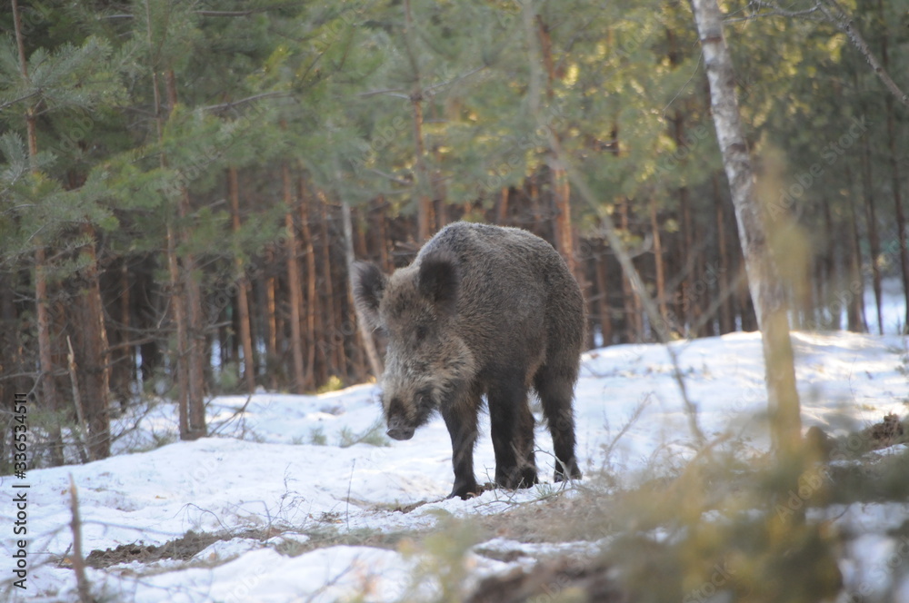 Wildlife of Wild Boar (Sus scrofa) captured in Belarus Wildlife of Wild Boar (Sus scrofa) captured in Belarus