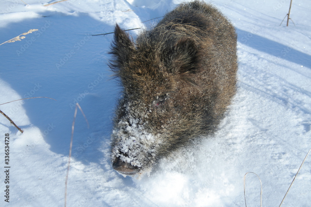 Wildlife of Wild Boar (Sus scrofa) captured in Belarus Wildlife of Wild Boar (Sus scrofa) captured in Belarus