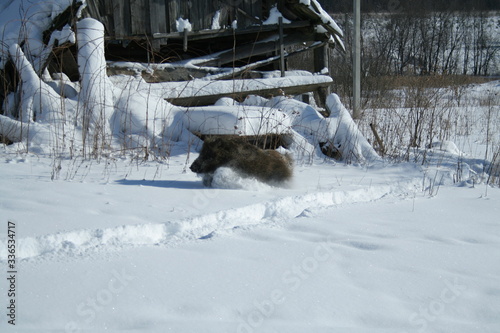 Wildlife of Wild Boar  Sus scrofa  captured in Belarus
