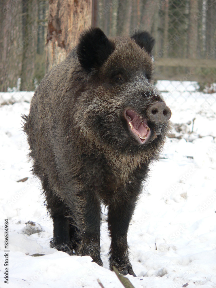 Wildlife of Wild Boar (Sus scrofa) captured in Belarus Wildlife of Wild Boar (Sus scrofa) captured in Belarus