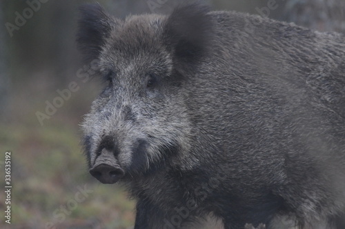 Wildlife of Wild Boar (Sus scrofa) captured in Belarus