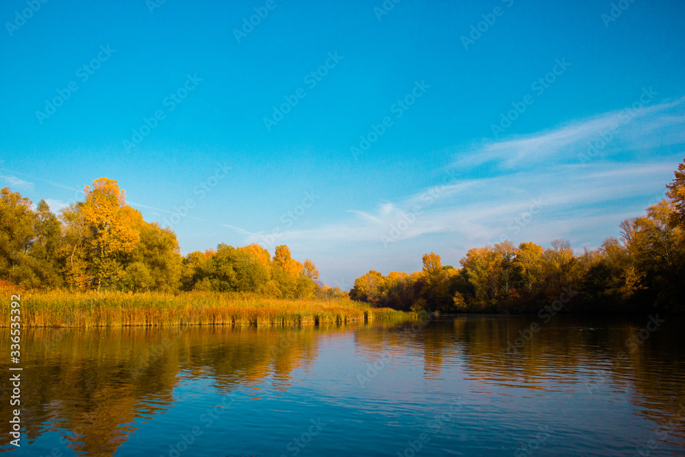 Yellow trees with beautiful leaves in the autumn near the river