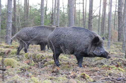 Wildlife of Wild Boar (Sus scrofa) captured in Belarus