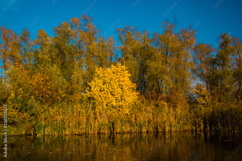 Yellow trees with beautiful leaves in the autumn near the river