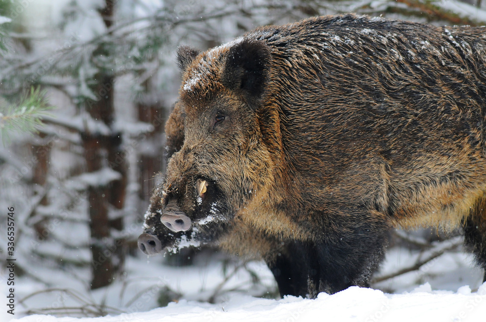 Wildlife of Wild Boar (Sus scrofa) captured in Belarus Wildlife of Wild Boar (Sus scrofa) captured in Belarus