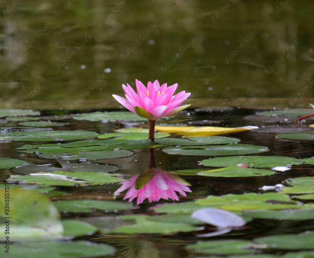 lotus flower lotus flower