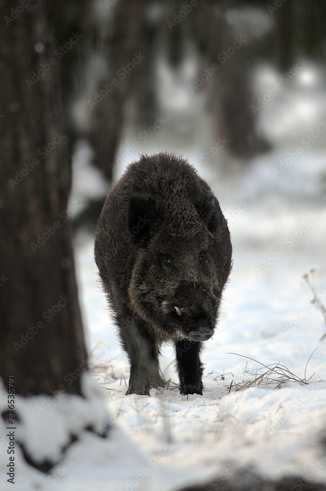 Wildlife of Wild Boar (Sus scrofa) captured in Belarus Wildlife of Wild Boar (Sus scrofa) captured in Belarus