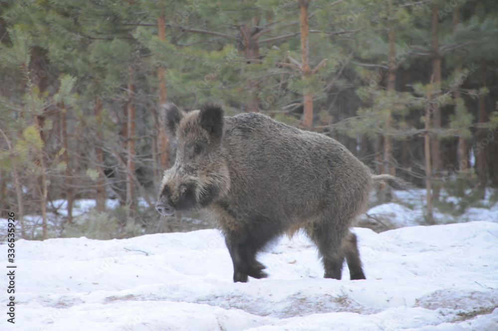 Wildlife of Wild Boar (Sus scrofa) captured in Belarus Wildlife of Wild Boar (Sus scrofa) captured in Belarus