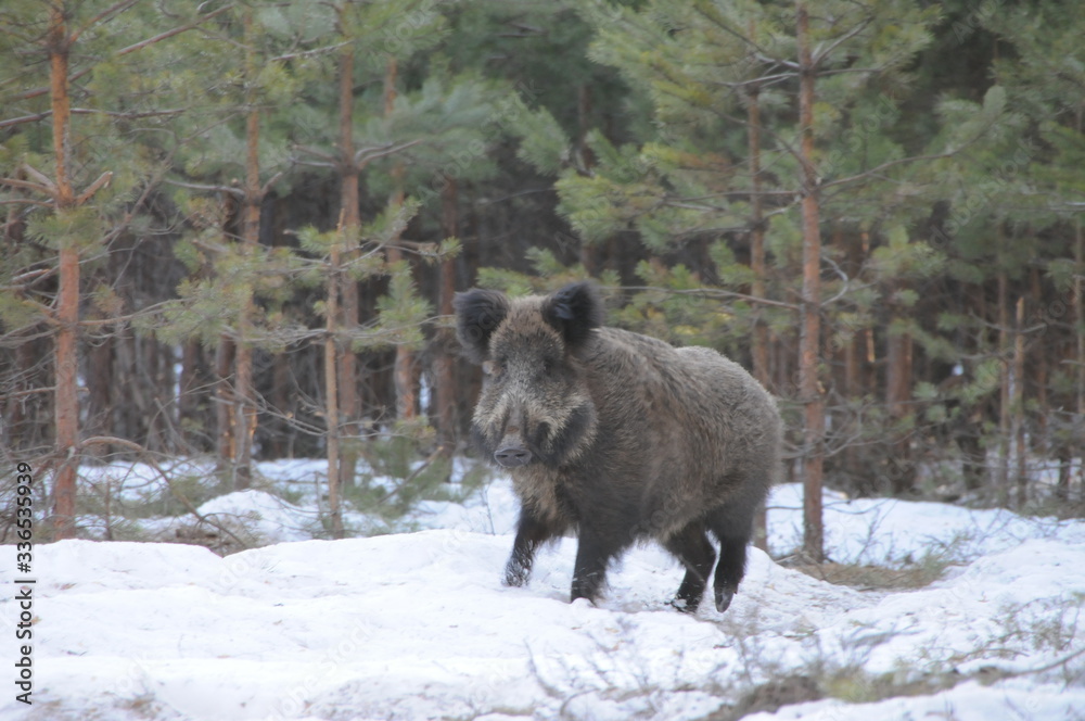 Wildlife of Wild Boar (Sus scrofa) captured in Belarus Wildlife of Wild Boar (Sus scrofa) captured in Belarus