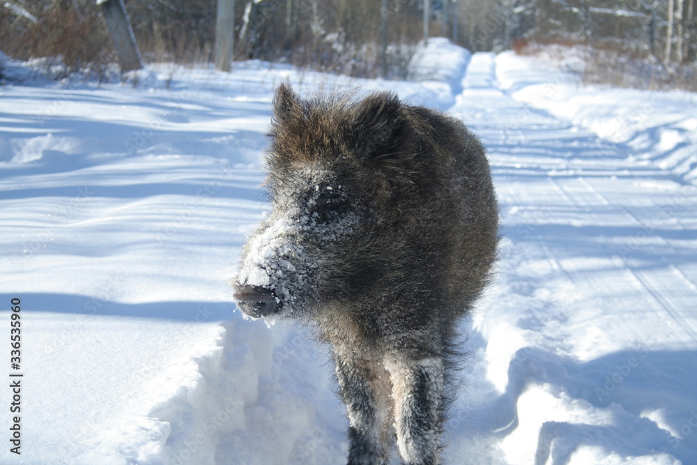 Wildlife of Wild Boar (Sus scrofa) captured in Belarus Wildlife of Wild Boar (Sus scrofa) captured in Belarus