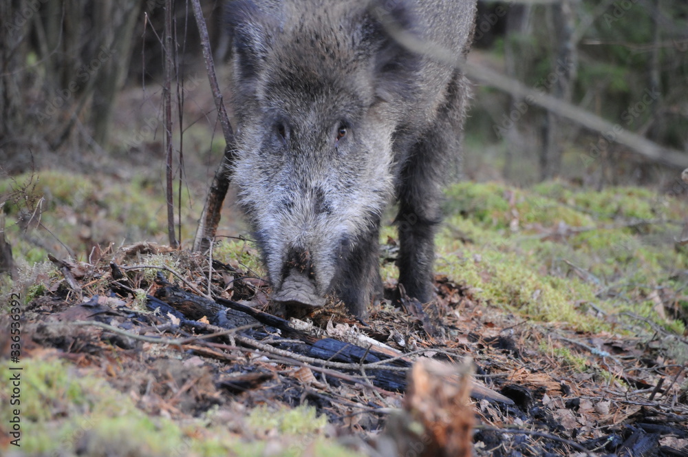Wildlife of Wild Boar (Sus scrofa) captured in Belarus Wildlife of Wild Boar (Sus scrofa) captured in Belarus