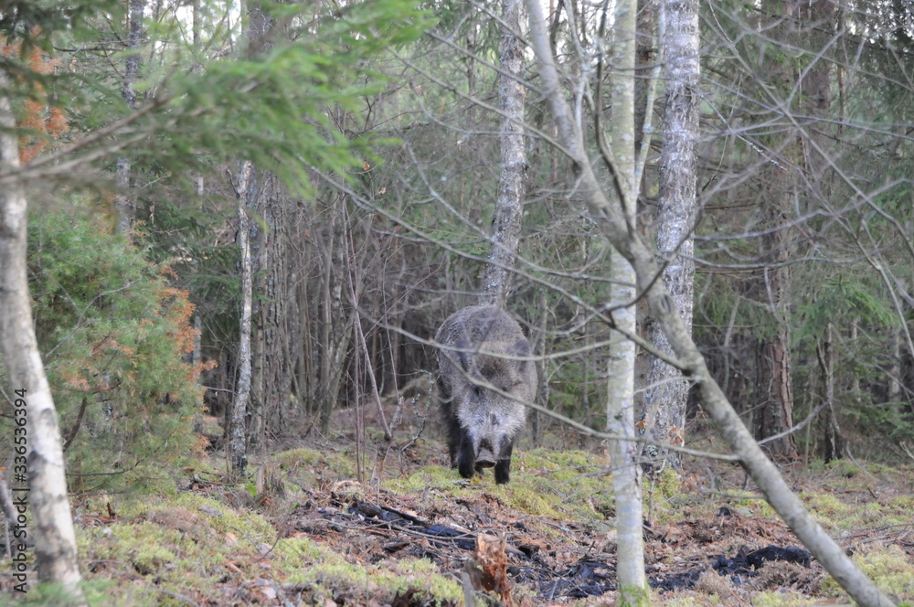 Wildlife of Wild Boar (Sus scrofa) captured in Belarus Wildlife of Wild Boar (Sus scrofa) captured in Belarus