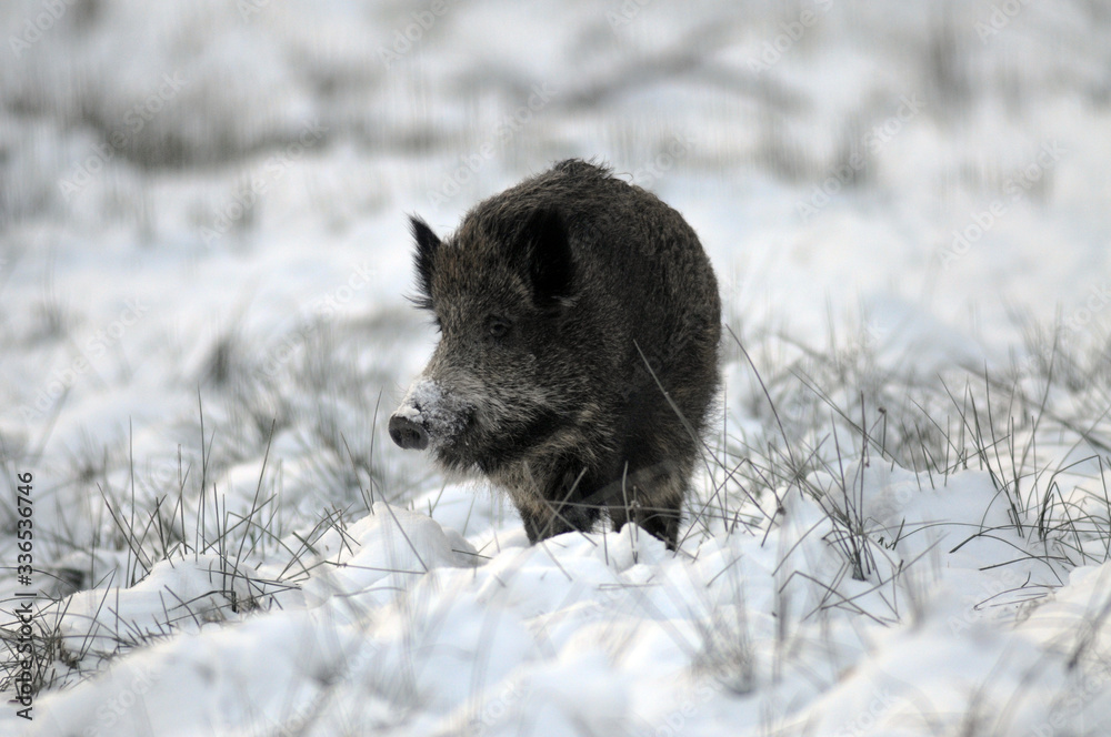 Wildlife of Wild Boar (Sus scrofa) captured in Belarus Wildlife of Wild Boar (Sus scrofa) captured in Belarus