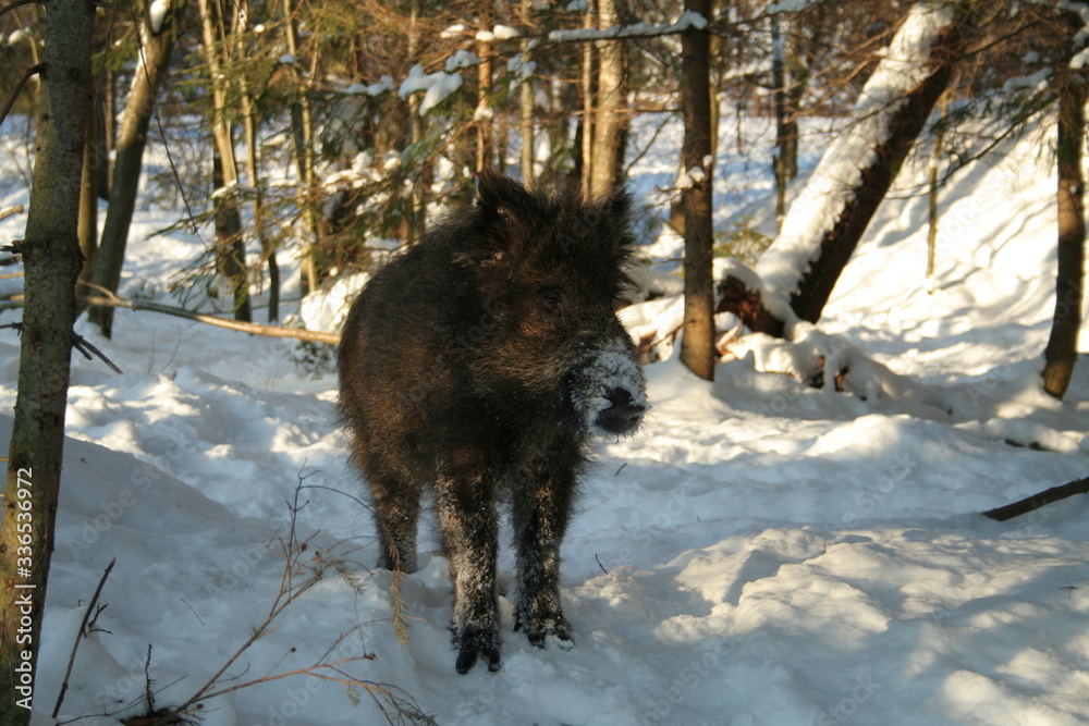 Wildlife of Wild Boar (Sus scrofa) captured in Belarus Wildlife of Wild Boar (Sus scrofa) captured in Belarus