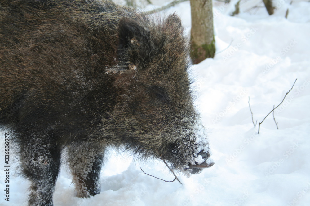 Wildlife of Wild Boar (Sus scrofa) captured in Belarus