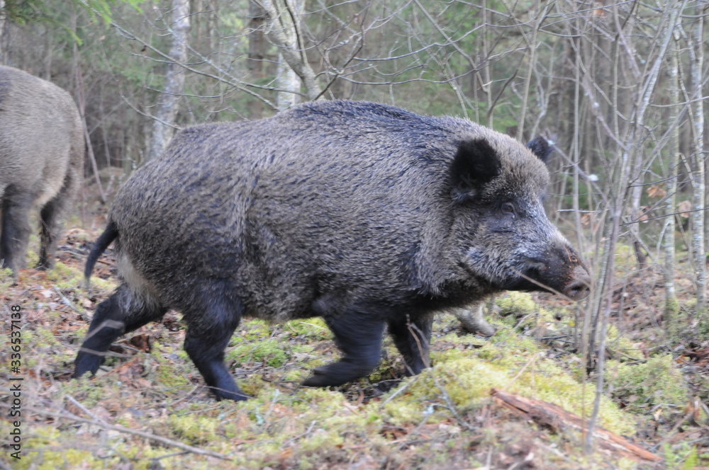 Wildlife of Wild Boar (Sus scrofa) captured in Belarus Wildlife of Wild Boar (Sus scrofa) captured in Belarus