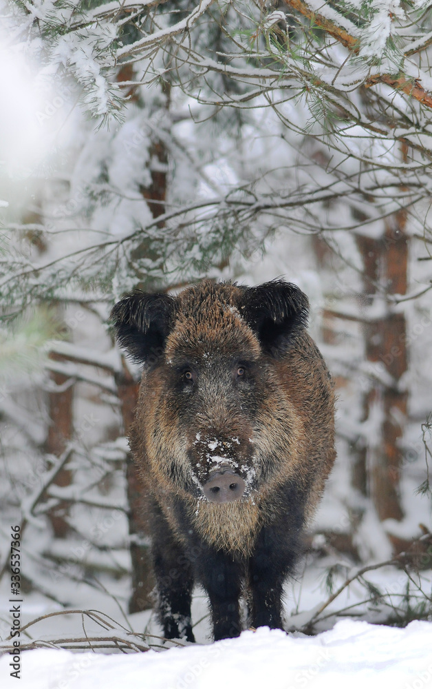 Wildlife of Wild Boar (Sus scrofa) captured in Belarus Wildlife of Wild Boar (Sus scrofa) captured in Belarus
