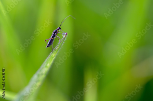 Macro photography of a little assassin bug on the tip of a grass blade. Captured at the central Andean mountains of Colombia. © Mauricio Acosta