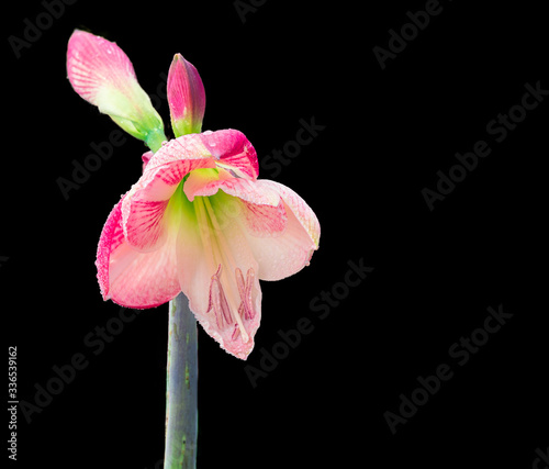 Pink Amaryllis Flowers Isolated