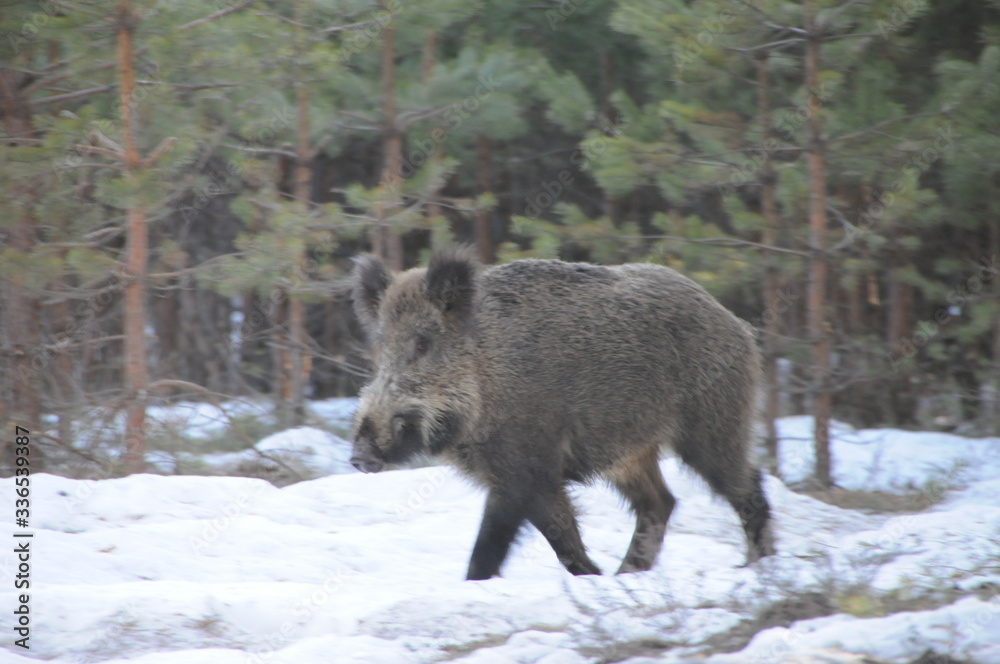Wildlife of Wild Boar (Sus scrofa) captured in Belarus Wildlife of Wild Boar (Sus scrofa) captured in Belarus