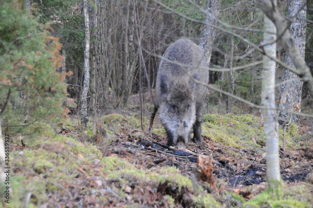 Wildlife of Wild Boar (Sus scrofa) captured in Belarus Wildlife of Wild Boar (Sus scrofa) captured in Belarus