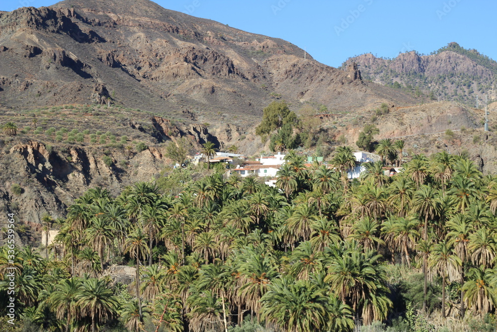 Canary palm tree forest near a town in Gran Canaria island