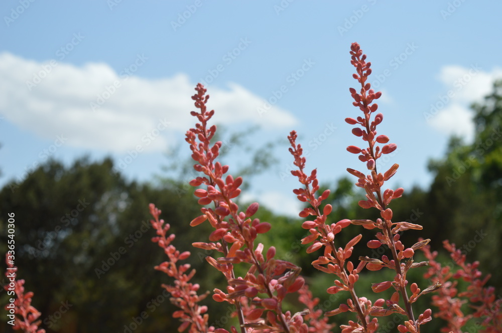 red flowers in spring