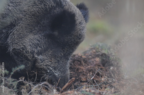 Wildlife of Wild Boar (Sus scrofa) captured in Belarus