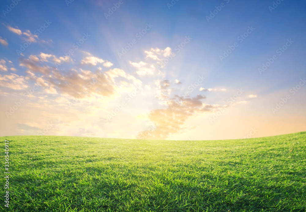 green grass field in the morning sunrise. green grass field in the morning sunrise.