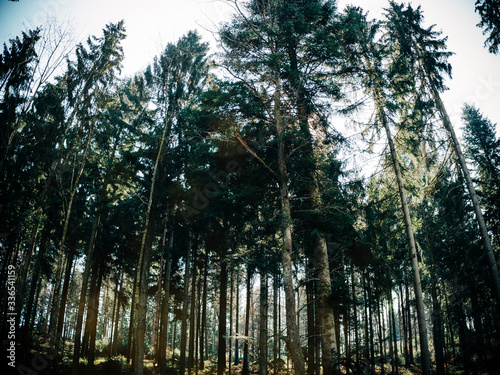 Tall pine trees in European German forest - environment preservation spring scene