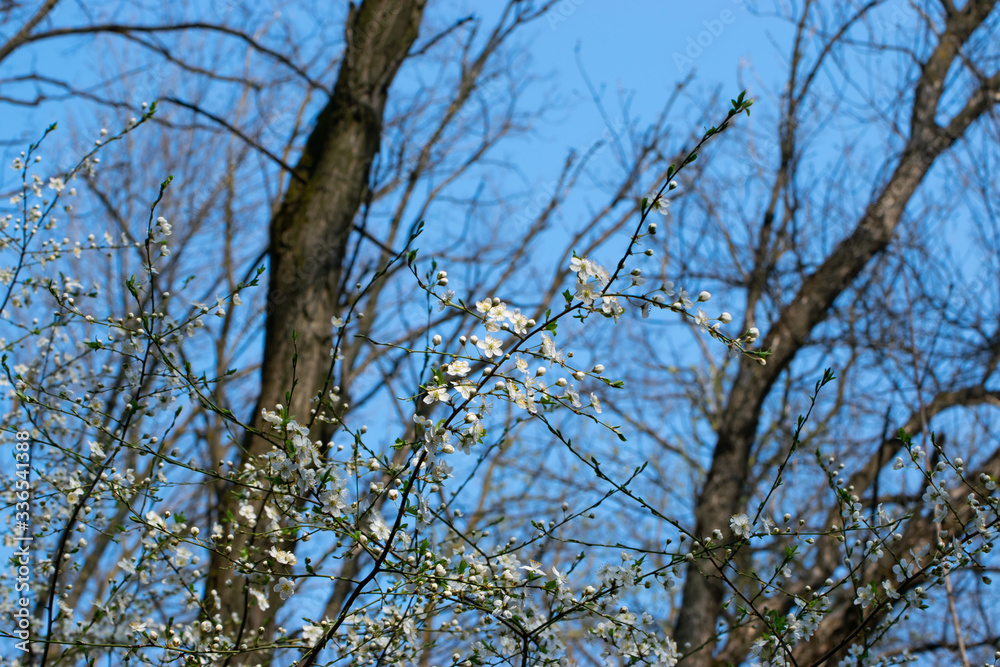 White flowers with green leaves on a background of trees and blue sky White flowers with green leaves on a background of trees and blue sky
