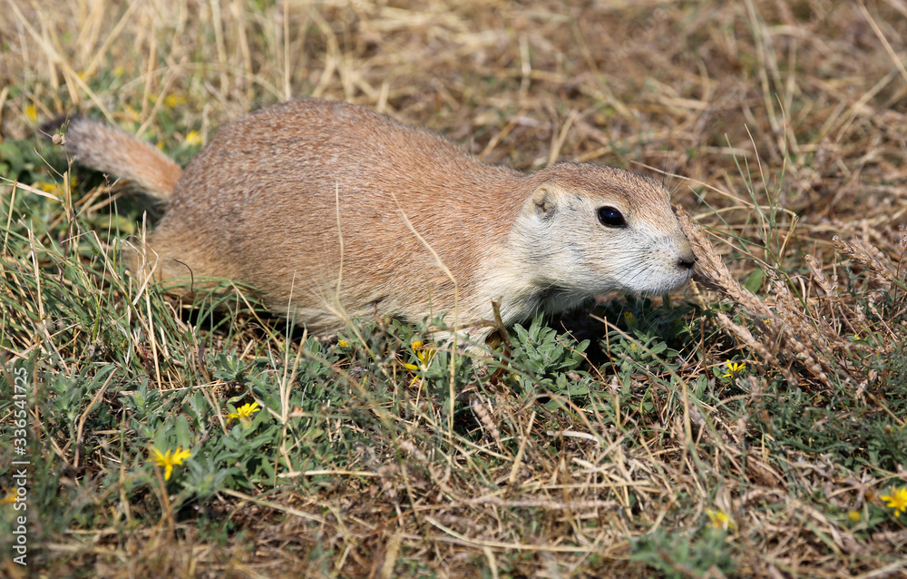 Wild prairie dog Wild prairie dog