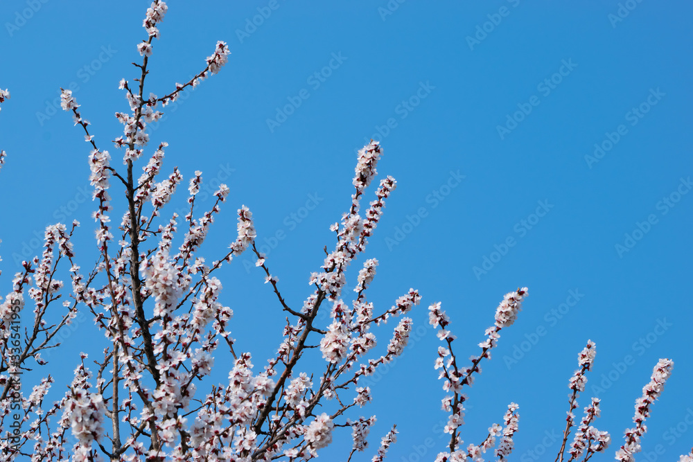 White flowers apricots on a background of blue sky White flowers apricots on a background of blue sky