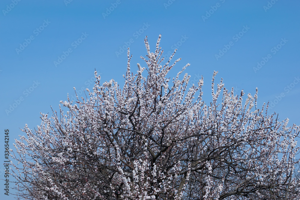 A tree strewn with white flowers apricots on a background of blue sky