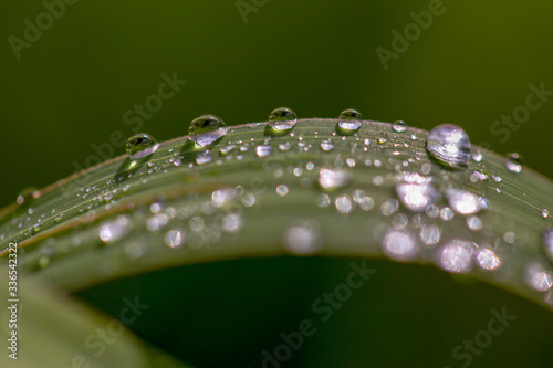 Macro photography of blades of grass covered in dew drops, captured early in the morning in the Andean mountains of central Colombia